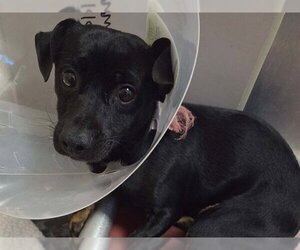Mutt Dogs for adoption in Martinez, CA, USA