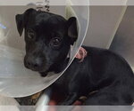 BOWSER - Male Mutt Dog for Adoption - Small photo