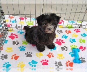 Poodle (Toy)-Yorkshire Terrier Mix Puppy for sale in ORO VALLEY, AZ, USA