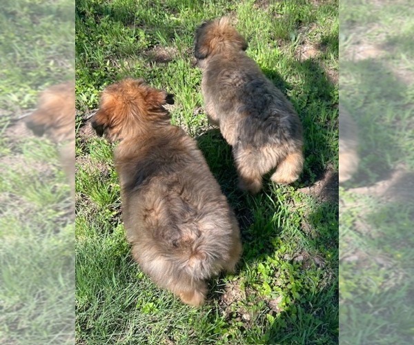 Medium Photo #9 Bouvier Des Flandres Puppy For Sale in BLANCO, TX, USA