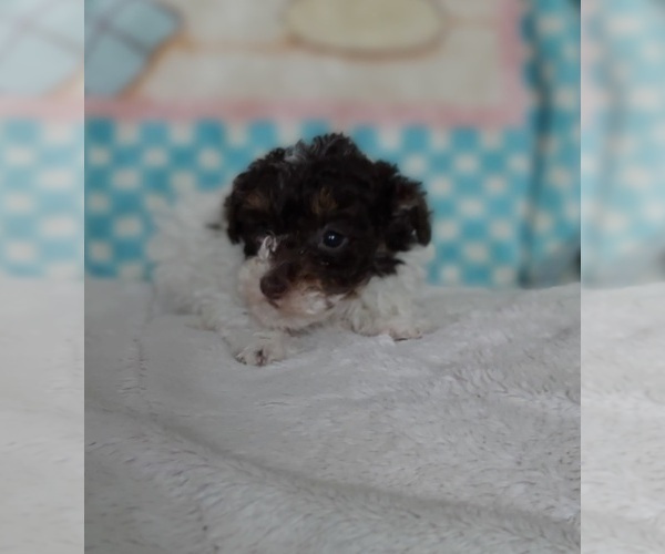 Medium Photo #4 Poodle (Toy) Puppy For Sale in FRYTOWN, IA, USA