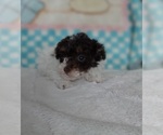 Small Photo #4 Poodle (Toy) Puppy For Sale in FRYTOWN, IA, USA
