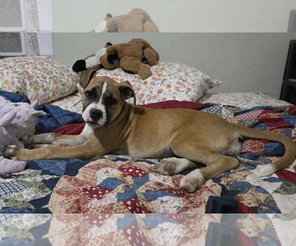 Medium Photo #4 Boxer Puppy For Sale in  Katy, TX, USA
