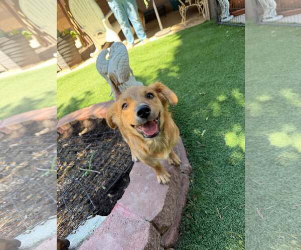Medium Photo #2 Goldanese Puppy For Sale in Cave Creek, AZ, USA