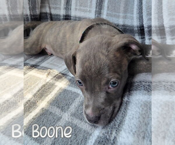 Medium Photo #2 American Pit Bull Terrier Puppy For Sale in Port Clinton, OH, USA