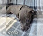 Small #1 American Pit Bull Terrier