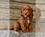 Puppy Lucy Cock-A-Poo