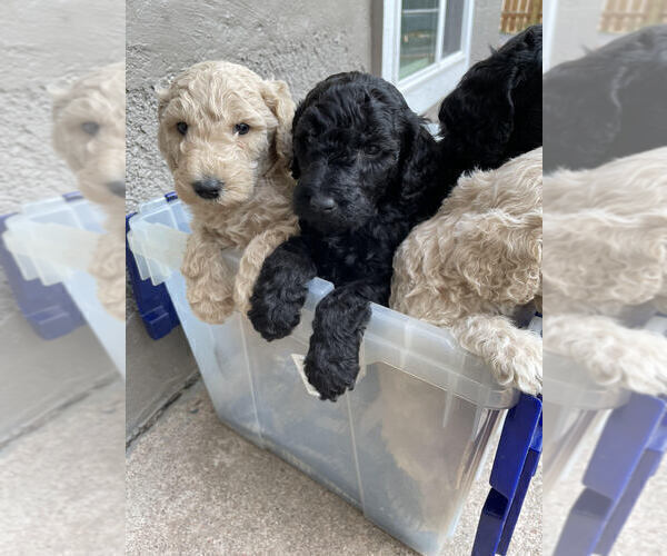 Medium Photo #1 Poodle (Standard) Puppy For Sale in CHEYENNE, WY, USA