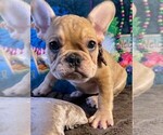 Small Photo #4 French Bulldog Puppy For Sale in HEATHROW, FL, USA