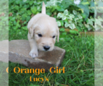 Puppy Orange Golden Retriever