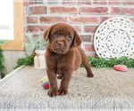 Small #1 Labrador Retriever