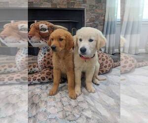Golden Retriever Puppy for sale in SACRAMENTO, CA, USA