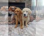 Image preview for Ad Listing. Nickname: Litter of 6