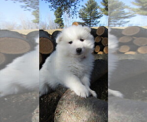 Samoyed Puppy for sale in THORP, WI, USA