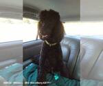 Small Photo #1 Poodle (Standard) Puppy For Sale in BROOKSVILLE, FL, USA