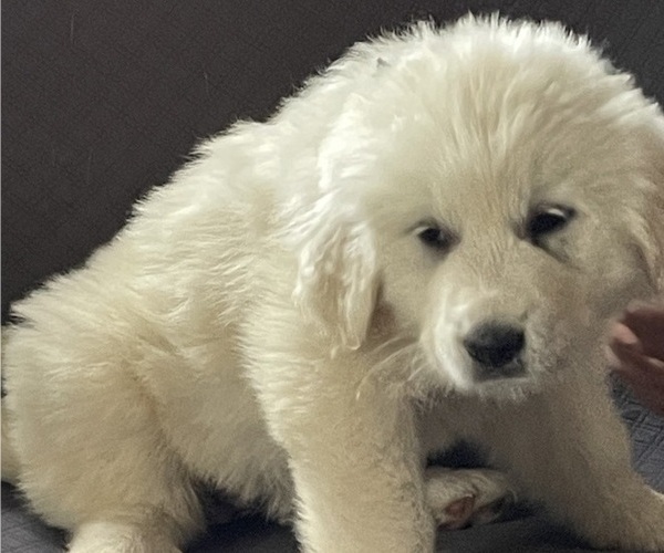 Medium Photo #1 Great Pyrenees Puppy For Sale in SEAFORD, NY, USA