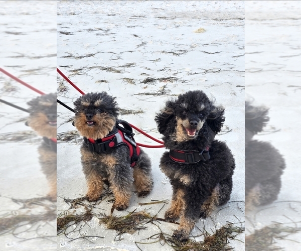 Medium Photo #3 Poodle (Toy) Puppy For Sale in STILLWATER, MN, USA