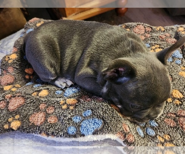 Medium Photo #2 French Bulldog Puppy For Sale in GREENWICH, OH, USA