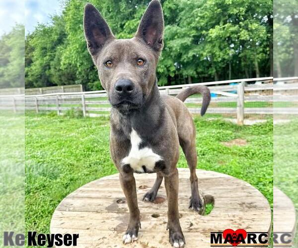 Medium Photo #10 Australian Kelpie-Unknown Mix Puppy For Sale in Maryville, TN, USA