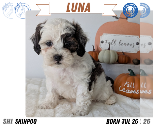 Medium Photo #10 ShihPoo Puppy For Sale in GOSHEN, IN, USA
