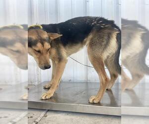 German Shepherd Dog-Unknown Mix Dogs for adoption in Bakersfield, CA, USA