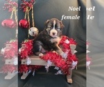 Small Photo #17 Australian Shepherd Puppy For Sale in BRIDGEWATER, VA, USA