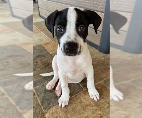 Medium Photo #8 Borador Puppy For Sale in Lakewood, CO, USA