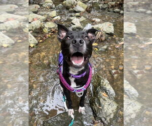 American Pit Bull Terrier-Staffordshire Bull Terrier Mix Dogs for adoption in Shermans Dale, PA, USA