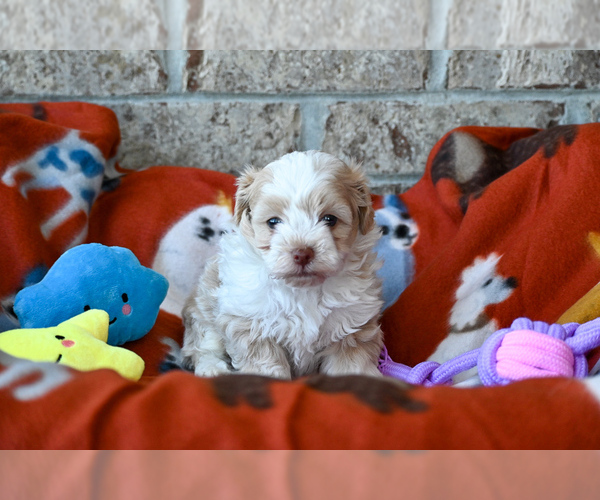 Medium Photo #4 Havapoo Puppy For Sale in GUTHRIE, KY, USA
