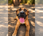 Small #8 Rhodesian Ridgeback Mix