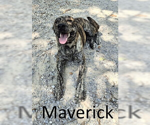 Medium Photo #4 Catahoula Leopard Dog-Mountain Cur Mix Puppy For Sale in Mountain View, AR, USA