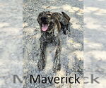 Small #3 Catahoula Leopard Dog-Mountain Cur Mix
