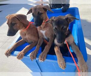 Doberman Pinscher-Labrador Retriever Mix Dogs for adoption in Orange, CA, USA