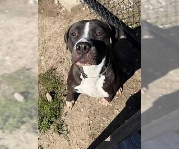 Medium Photo #2 Staffordshire Bull Terrier-Unknown Mix Puppy For Sale in Houston, TX, USA