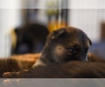 Small Photo #2 German Shepherd Dog-Siberian Husky Mix Puppy For Sale in LOS GATOS, CA, USA
