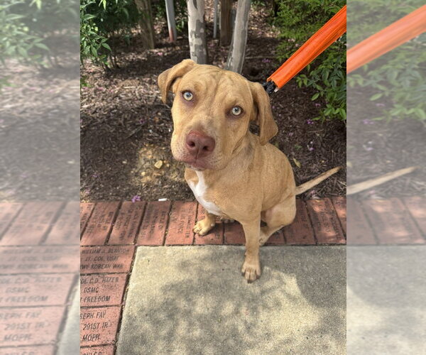 Medium Photo #2 American Foxhound-Bulldog Mix Puppy For Sale in Raleigh, NC, USA