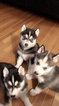 Small Photo #2 Siberian Husky Puppy For Sale in CLEVELAND, OH, USA