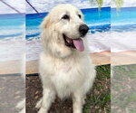 Small #3 Great Pyrenees
