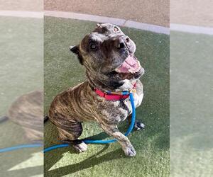 Presa Canario-Unknown Mix Dogs for adoption in Las Vegas, NV, USA