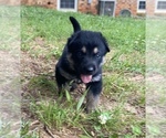 Small Photo #29 German Shepherd Dog Puppy For Sale in CARROLLTON, GA, USA