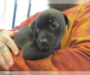 Labrador Retriever Dogs for adoption in Ocala, FL, USA