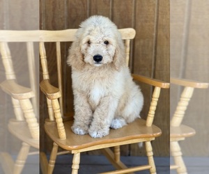 Goldendoodle Puppy for sale in MARYVILLE, MO, USA