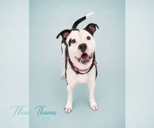 Thanos - Male Mutt Dog for Adoption - Photo #2