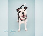Small #1 Mutt