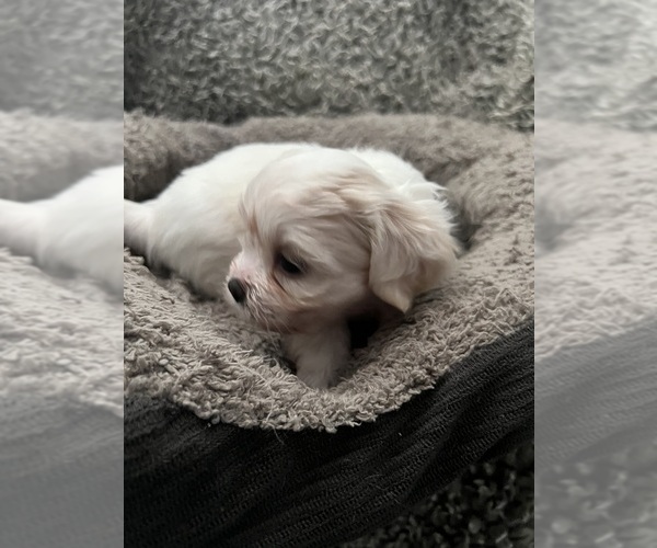 Medium Photo #38 Zuchon Puppy For Sale in RENO, NV, USA