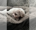 Small Photo #38 Zuchon Puppy For Sale in RENO, NV, USA