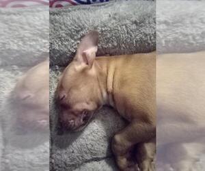 American Pit Bull Terrier Puppy for sale in SPRINGFIELD, MA, USA