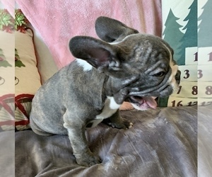 French Bulldog Puppy for sale in JOHNS ISLAND, SC, USA