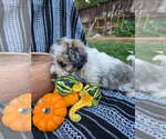 Small #3 Poodle (Miniature)