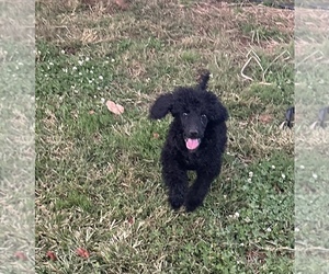 Poodle (Standard) Puppy for sale in CONNELLYS SPRINGS, NC, USA